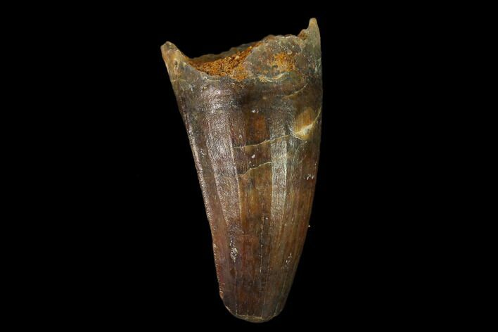 Cretaceous Fossil Crocodile Tooth - Morocco #140610